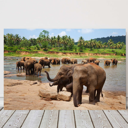 Herd of Elephants in Sri Lanka, bathing in a river safari canvas picture print