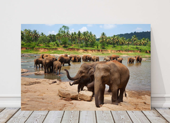 Herd of Elephants in Sri Lanka, bathing in a river safari canvas picture print