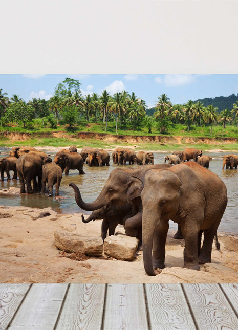 Herd of Elephants in Sri Lanka, bathing in a river safari canvas picture print