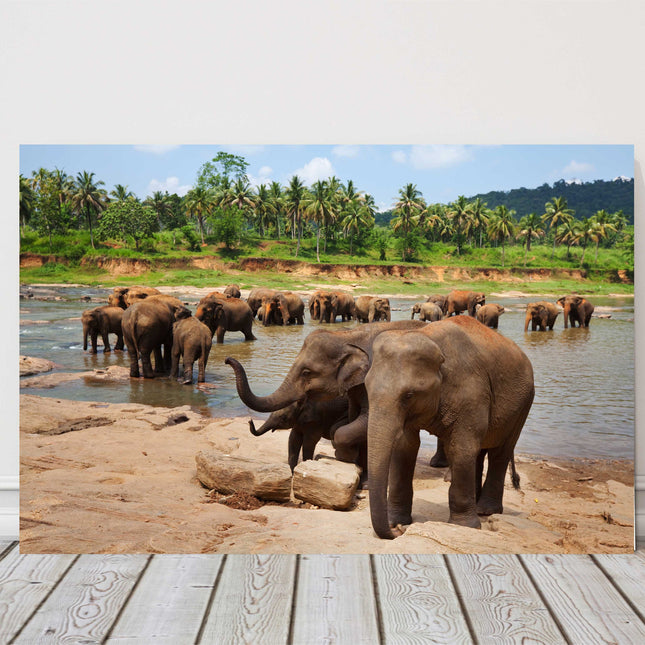 Herd of Elephants in Sri Lanka, bathing in a river safari canvas picture print