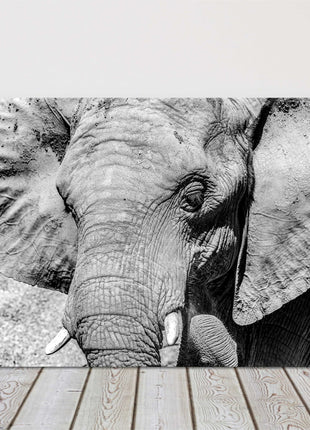 African Elephant. Black and white canvas picture print.