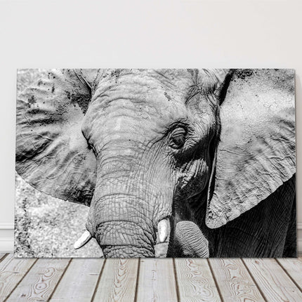 African Elephant. Black and white canvas picture print.