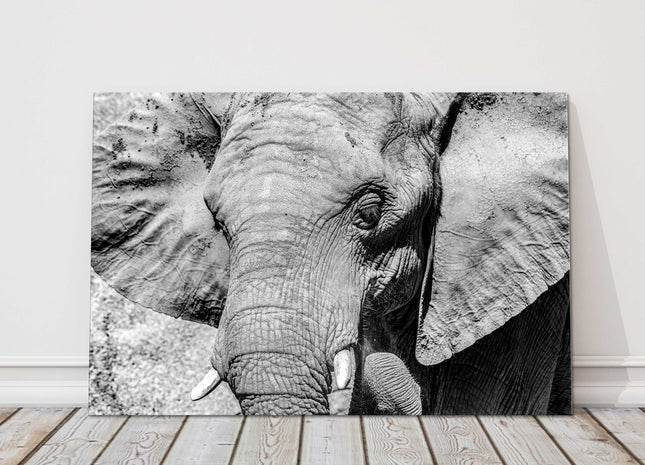 African Elephant. Black and white canvas picture print.