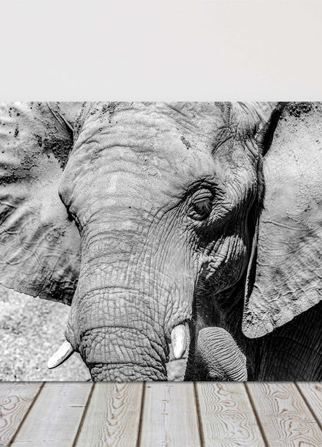 African Elephant. Black and white canvas picture print.