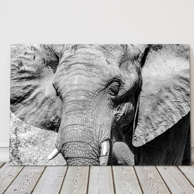 African Elephant. Black and white canvas picture print.