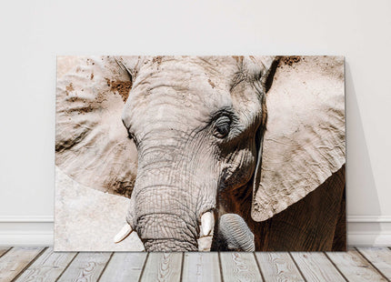 Elephant Canvas picture print. Wildlife image.