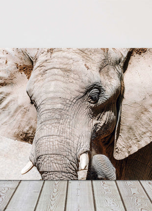 Elephant Canvas picture print. Wildlife image.