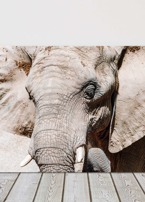 Elephant Canvas picture print. Wildlife image.