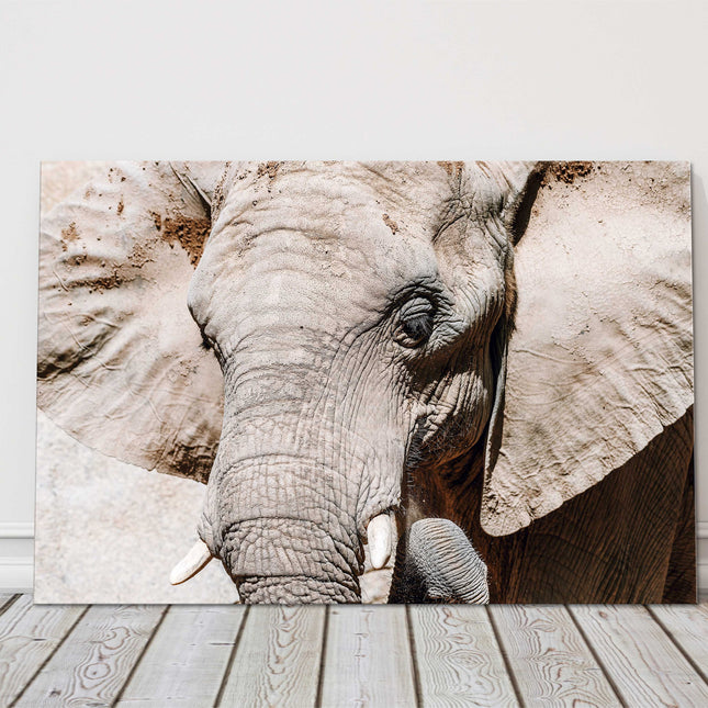 Elephant Canvas picture print. Wildlife image.