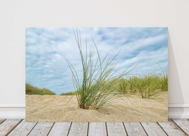 beach grass and sand dunes canvas picture print cornish beach