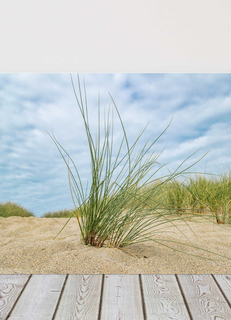 beach grass and sand dunes canvas picture print cornish beach