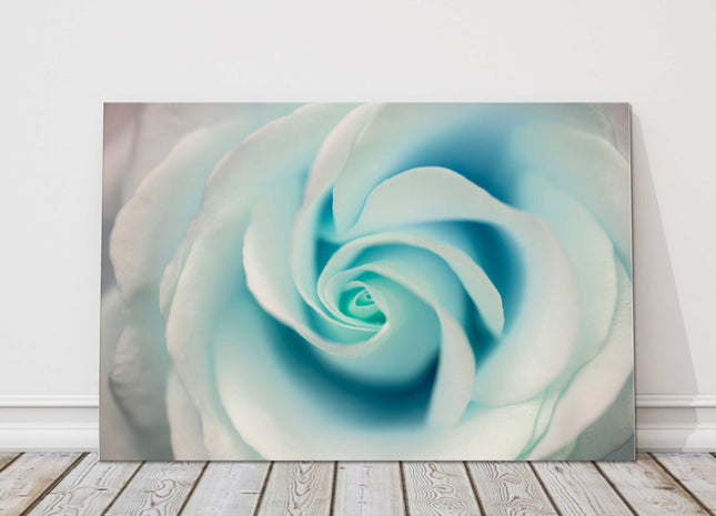 Aqua marine rose flower with soft pastel colour.