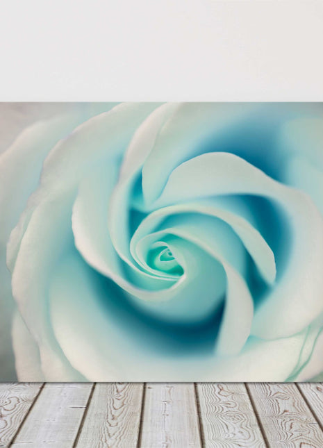 Aqua marine rose flower with soft pastel colour.