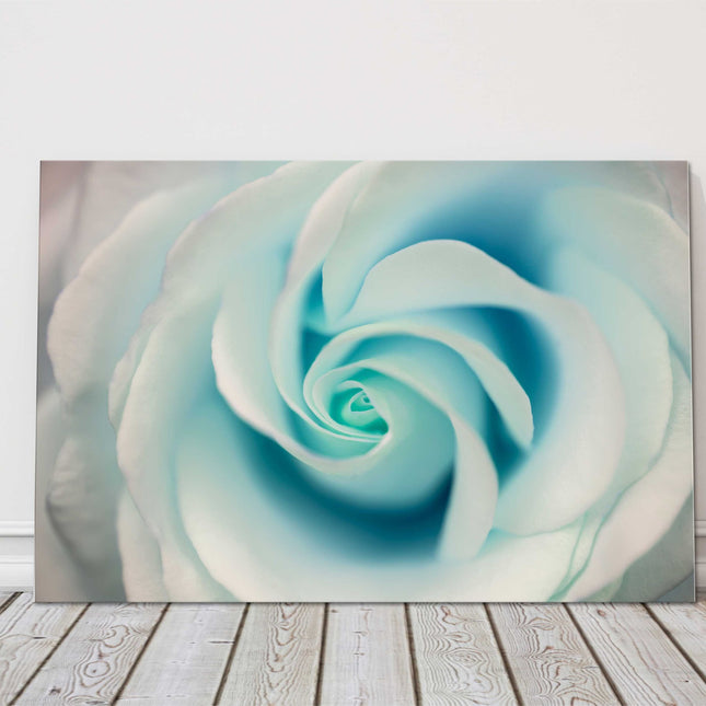 Aqua marine rose flower with soft pastel colour.