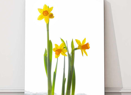 Daffodils in snow white background portrait yellow canvas picture print