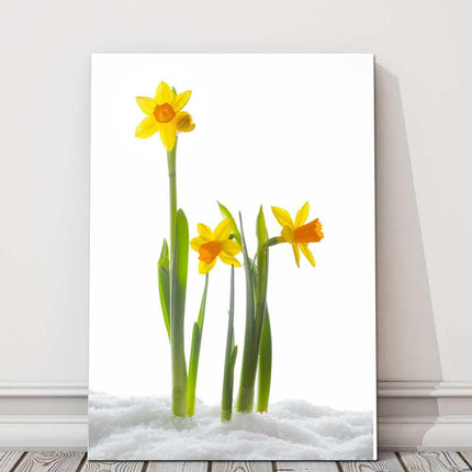 Daffodils in snow white background portrait yellow canvas picture print