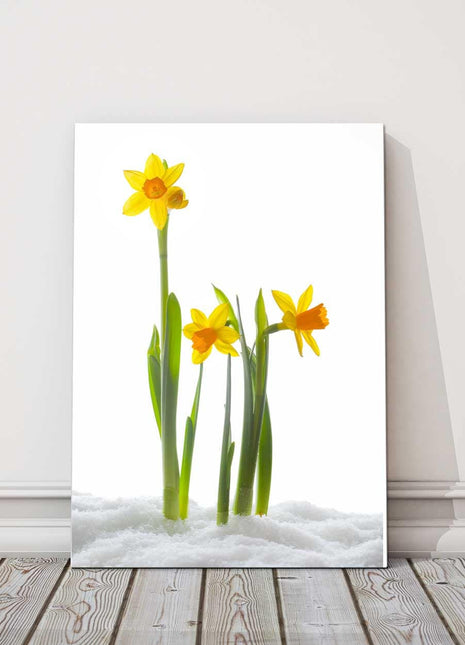 Daffodils in snow white background portrait yellow canvas picture print