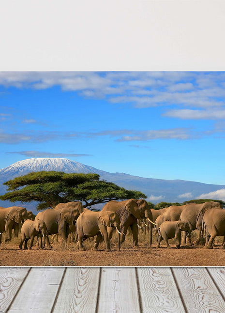 Elephants in africa herd bright blue sky canvas picture print