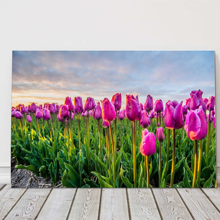 tulip field canvas picture print sunset sky colours landcape