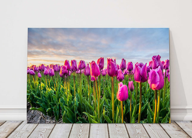 tulip field canvas picture print sunset sky colours landcape