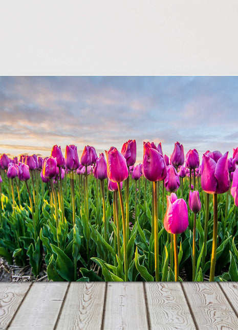 tulip field canvas picture print sunset sky colours landcape