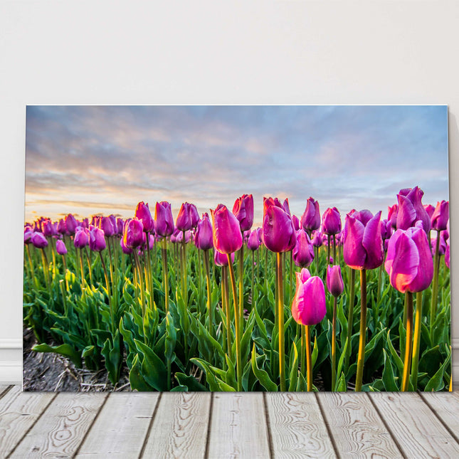 tulip field canvas picture print sunset sky colours landcape