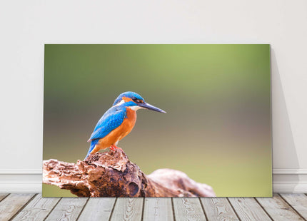 Kingfisher posing on a tree canvas picture print wildlife landscape