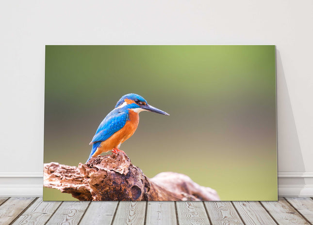 Kingfisher posing on a tree canvas picture print wildlife landscape