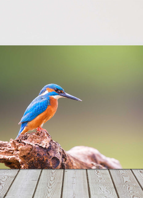 Kingfisher posing on a tree canvas picture print wildlife landscape