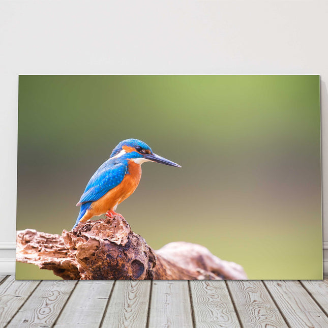 Kingfisher posing on a tree canvas picture print wildlife landscape