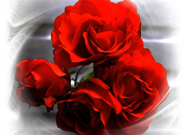 red roses arty picture canvas picture print