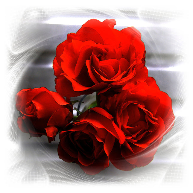 red roses arty picture canvas picture print