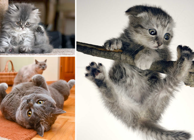 3 picture canvas collage any 3 pictures my photos on canvas printed framed