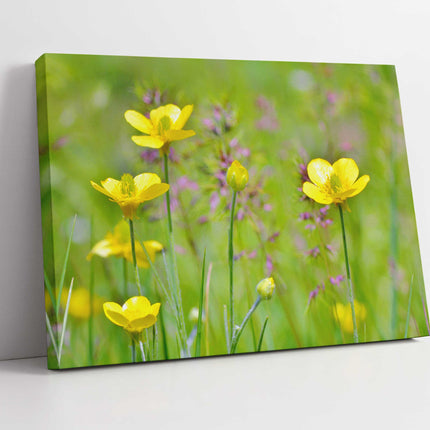 Buttercup flowers canvas picture print