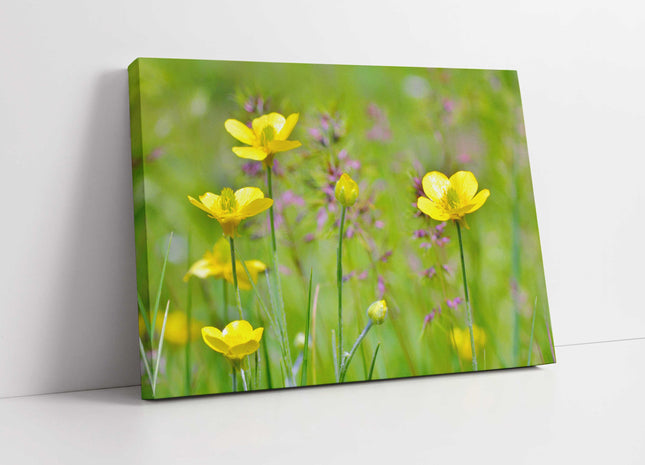 Buttercup flowers canvas picture print