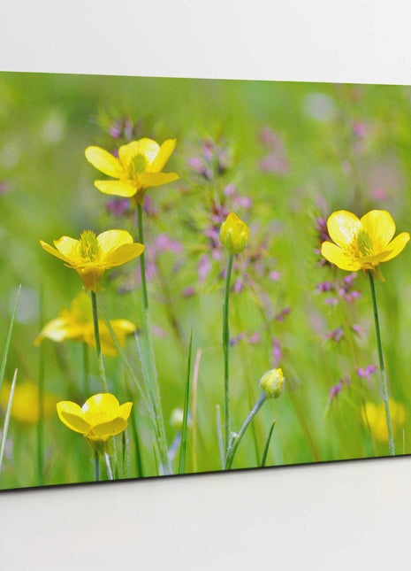 Buttercup flowers canvas picture print