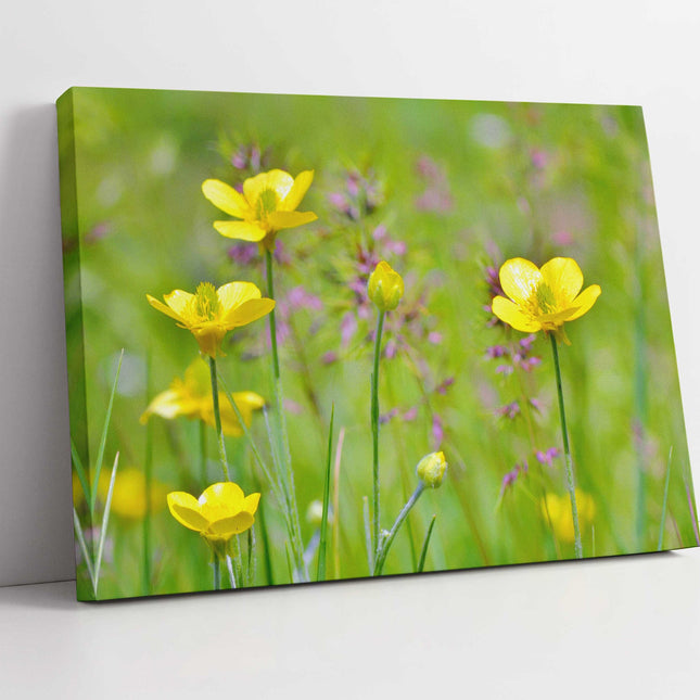 Buttercup flowers canvas picture print