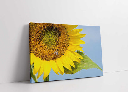 Sunflower with a blue sky background. Canvas picture print