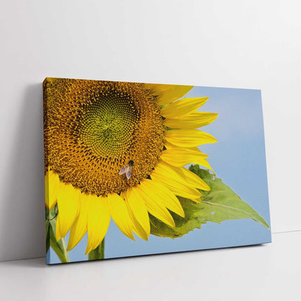 Sunflower with a blue sky background. Canvas picture print