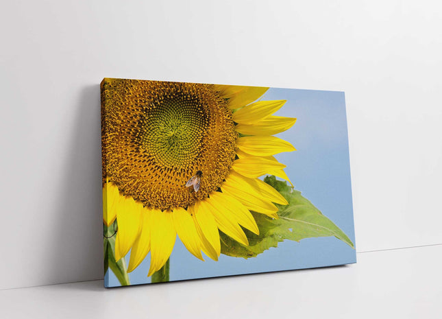 Sunflower with a blue sky background. Canvas picture print