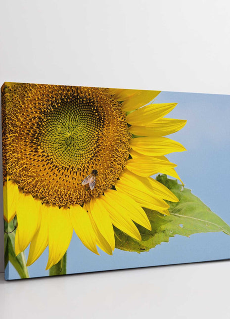 Sunflower with a blue sky background. Canvas picture print