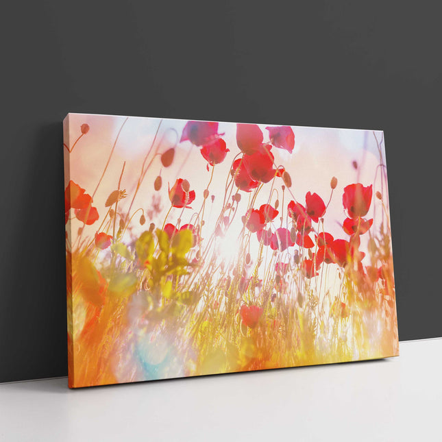 Wild poppies in the hazy sunshine. Canvas picture Print