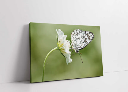 Butterfly on a flower. Green blurred background. Canvas picture