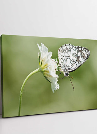 Butterfly on a flower. Green blurred background. Canvas picture