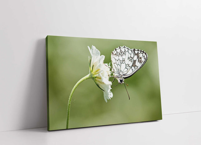 Butterfly on a flower. Green blurred background. Canvas picture