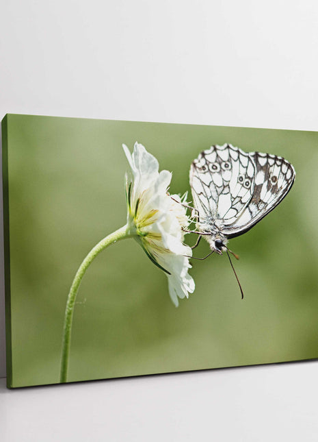 Butterfly on a flower. Green blurred background. Canvas picture