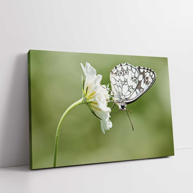 Butterfly on a flower. Green blurred background. Canvas picture