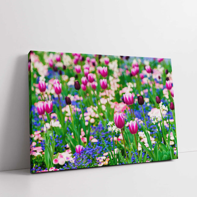 Tulips and Forget me Nots. Canvas picture print. Sringtime Floral picture.
