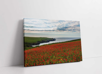 Poppy Field above Polly Joke Bay, near Crantock, Cornwall. Canvas Print