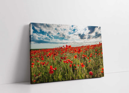 Poppy Field above Polly Joke beach crantock canvas picture print landscape